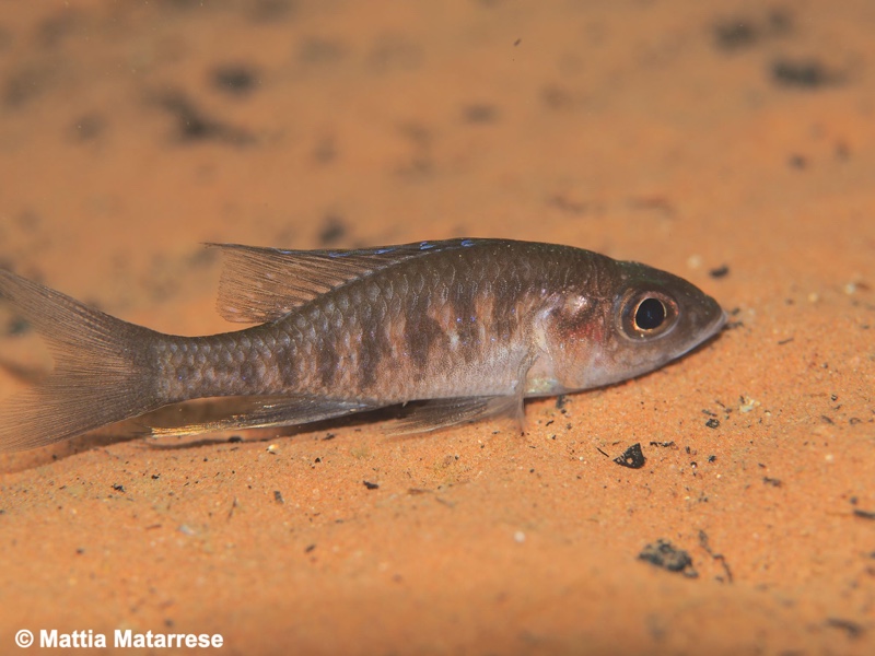 Trematocara zebra 'Jakobsen's Beach'